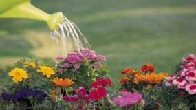 Water bucket watering flowers.
