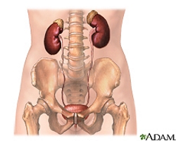 Urinary Tract